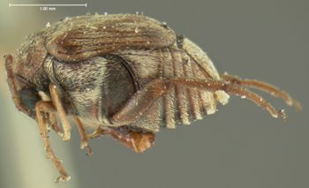 Media type: image;   Entomology 33944 Aspect: habitus lateral view